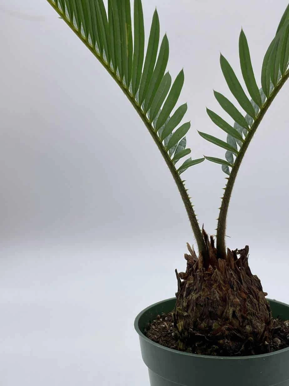 Queen Sago Palm, Cycas Rumphii, In A 4 Inch Pot (Cycas Revoluta) 7 Queen Sago Palm, Cycas Rumphii, In A 4 Inch Pot (Cycas Revoluta) - Image 5