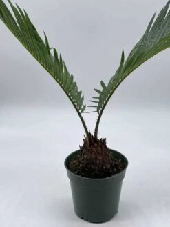 Queen Sago Palm, Cycas Rumphii, In A 4 Inch Pot (Cycas Revoluta) 11 Queen Sago Palm, Cycas Rumphii, In A 4 Inch Pot (Cycas Revoluta) -Green Aura il fullxfull.3631494770 bxu9