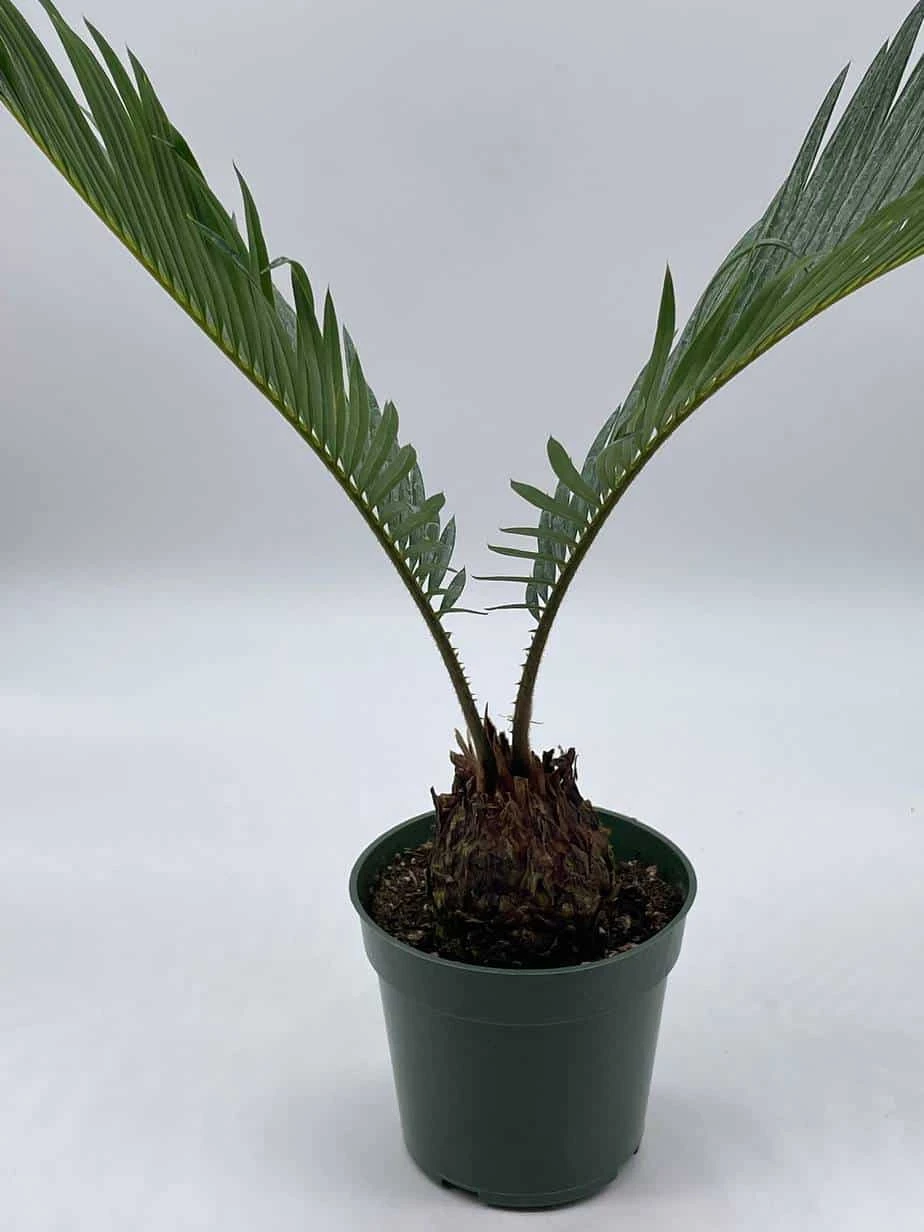 Queen Sago Palm, Cycas Rumphii, In A 4 Inch Pot (Cycas Revoluta) 5 Queen Sago Palm, Cycas Rumphii, In A 4 Inch Pot (Cycas Revoluta) - Image 3