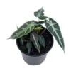 Alocasia Sanderiana, Kris Plant, Sander's Alocasia, In A 4 Inch Pot, Very Filled -Green Aura il fullxfull.3647641916 qfw3