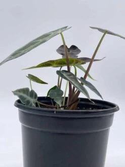 Alocasia Sanderiana, Kris Plant, Sander's Alocasia, In A 4 Inch Pot, Very Filled -Green Aura il fullxfull.3647642166 iw52