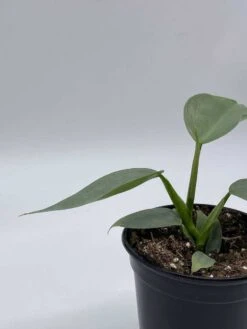 Philodendron Silver Sword, 4 Inch Pot, Philo Selloum, Erythrinum, Hastatum Spathiphyllum -Green Aura il fullxfull.3647644572 9wmh