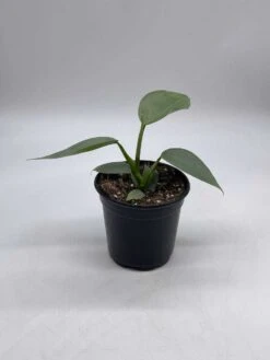 Philodendron Silver Sword, 4 Inch Pot, Philo Selloum, Erythrinum, Hastatum Spathiphyllum -Green Aura il fullxfull.3647644584 gjx3