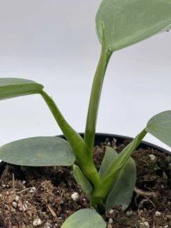 Philodendron Silver Sword, 4 Inch Pot, Philo Selloum, Erythrinum, Hastatum Spathiphyllum -Green Aura il fullxfull.3647644588 d9b1