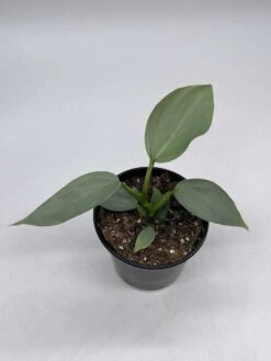Philodendron Silver Sword, 4 Inch Pot, Philo Selloum, Erythrinum, Hastatum Spathiphyllum -Green Aura il fullxfull.3647644704 okit