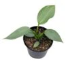 Philodendron Silver Sword, 4 Inch Pot, Philo Selloum, Erythrinum, Hastatum Spathiphyllum -Green Aura il fullxfull.3647646382 t63u