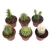 Mini Cacti Assortment, Tiny Cactus Set, Bunny Ears, Old Man, Pink Eves Pin Needle, Easter Lily, Barrel, 6 Different Cacti In 2 Inch Pots, -Green Aura il fullxfull.3647715426 8cab