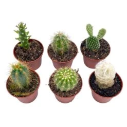 Mini Cacti Assortment, Tiny Cactus Set, Bunny Ears, Old Man, Pink Eves Pin Needle, Easter Lily, Barrel, 6 Different Cacti In 2 Inch Pots,