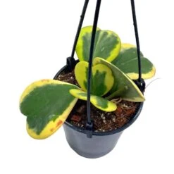 Variegated Hoya Kerrii Heart On The Vine Very Full, At Least 6 Hearts, SweetHeart Plant
