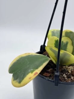 Variegated Hoya Kerrii Heart On The Vine Very Full, At Least 6 Hearts, SweetHeart Plant -Green Aura il fullxfull.3647717764 55ho