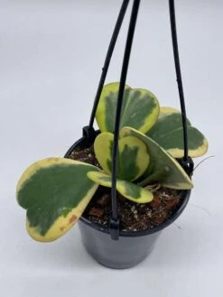 Variegated Hoya Kerrii Heart On The Vine Very Full, At Least 6 Hearts, SweetHeart Plant -Green Aura il fullxfull.3647717792 flml