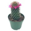 Old Lady Cactus, Old-Lady Pincushion, Mammillaria Hahniana -Green Aura il fullxfull.3654517769 dn4f