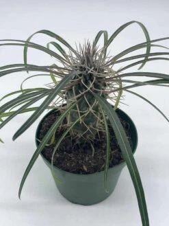 Madagascar Palm, Pachypodium Lamerei, In A 4 Inch Pot, Large Pachy Geayi Costantin & Bois -Green Aura il fullxfull.3654521203 9rtj