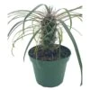 Madagascar Palm, Pachypodium Lamerei, In A 4 Inch Pot, Large Pachy Geayi Costantin & Bois -Green Aura il fullxfull.3654521463 gixr