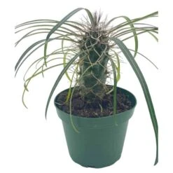 Madagascar Palm, Pachypodium Lamerei, In A 4 Inch Pot, Large Pachy Geayi Costantin & Bois