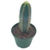 Blue Columnar Cactus, Pilosocereus Pachycladus Cacti, Column Cactus, Tall Blue Torch Cactus, In 2 Inch Square Pot -Green Aura il fullxfull.3654525945 5w1y