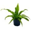 Bird's Nest Fern, Crissie, Asplenium Antiquum, Epiphytic Fern In A 4 Inch Pot, Very Filled -Green Aura il fullxfull.3661906573 mxvf