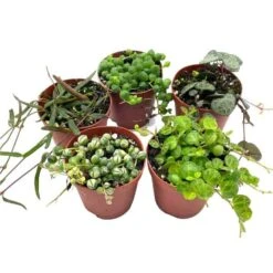 Succulent Strings Set, Variegated String Of Pearls, Turtles, Hearts, And Needles, Premium Collection, In 2 Inch Pots, Plant Gift -Green Aura il fullxfull.3678759445 bfoz