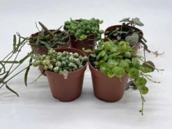 Succulent Strings Set, Variegated String Of Pearls, Turtles, Hearts, And Needles, Premium Collection, In 2 Inch Pots, Plant Gift -Green Aura il fullxfull.3678760897 5q3h