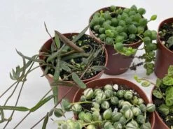 Succulent Strings Set, Variegated String Of Pearls, Turtles, Hearts, And Needles, Premium Collection, In 2 Inch Pots, Plant Gift -Green Aura il fullxfull.3678760971 ry4o