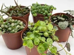 Succulent Strings Set, Variegated String Of Pearls, Turtles, Hearts, And Needles, Premium Collection, In 2 Inch Pots, Plant Gift -Green Aura il fullxfull.3678761011 ku6q