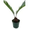 Queen Sago Palm, Cycas Rumphii, In A 4 Inch Pot (Cycas Revoluta) -Green Aura il fullxfull.3679104051 ihcx