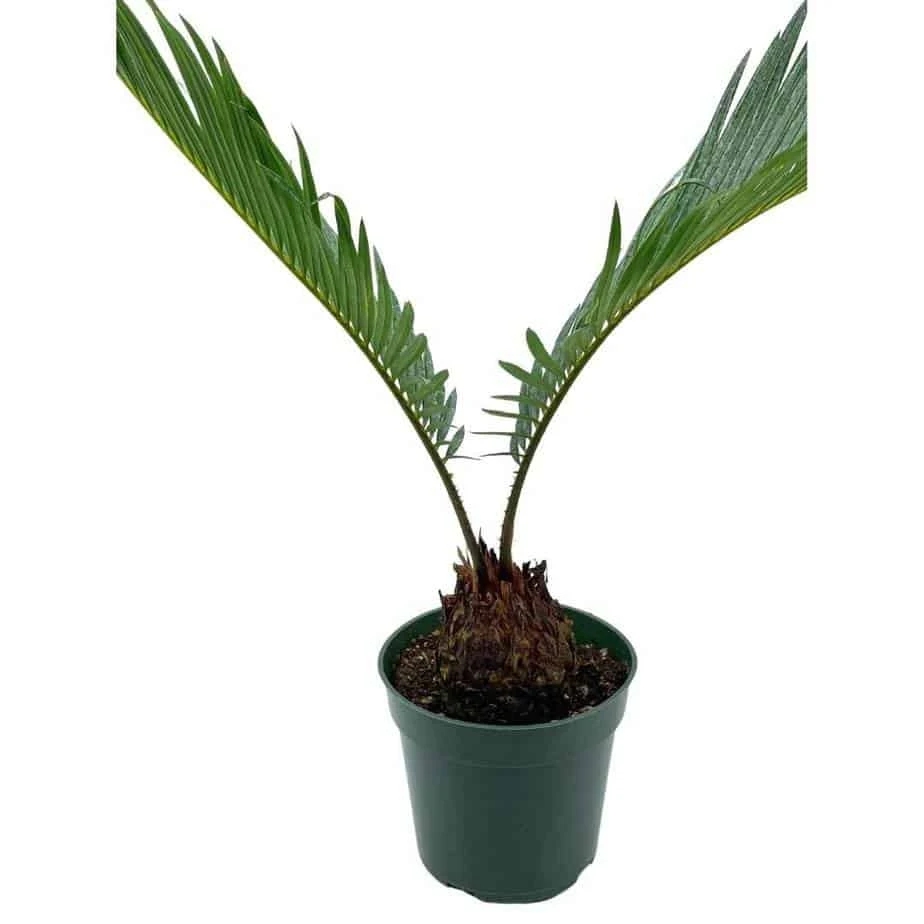 Queen Sago Palm, Cycas Rumphii, In A 4 Inch Pot (Cycas Revoluta) 3 Queen Sago Palm, Cycas Rumphii, In A 4 Inch Pot (Cycas Revoluta)
