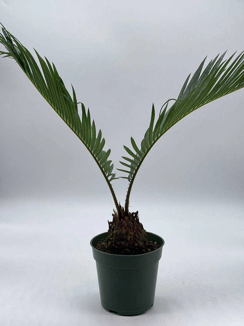 Queen Sago Palm, Cycas Rumphii, In A 4 Inch Pot (Cycas Revoluta) 4 Queen Sago Palm, Cycas Rumphii, In A 4 Inch Pot (Cycas Revoluta) - Image 2