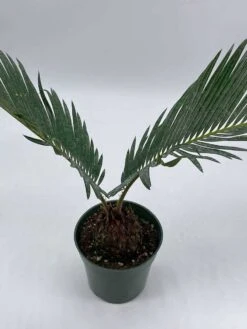 Queen Sago Palm, Cycas Rumphii, In A 4 Inch Pot (Cycas Revoluta) 14 Queen Sago Palm, Cycas Rumphii, In A 4 Inch Pot (Cycas Revoluta) -Green Aura il fullxfull.3679107025 7qzb