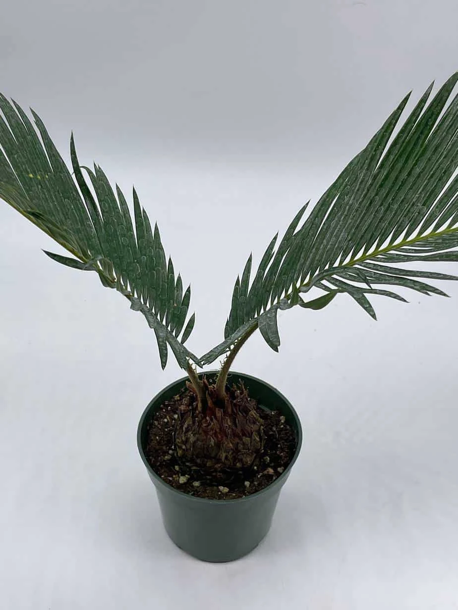 Queen Sago Palm, Cycas Rumphii, In A 4 Inch Pot (Cycas Revoluta) 8 Queen Sago Palm, Cycas Rumphii, In A 4 Inch Pot (Cycas Revoluta) - Image 6