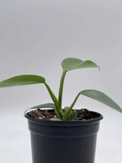 Philodendron Silver Sword, 4 Inch Pot, Philo Selloum, Erythrinum, Hastatum Spathiphyllum -Green Aura il fullxfull.3695257155 fosv