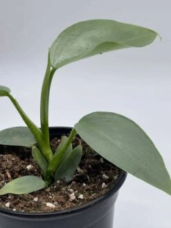 Philodendron Silver Sword, 4 Inch Pot, Philo Selloum, Erythrinum, Hastatum Spathiphyllum -Green Aura il fullxfull.3695257163 jq0n