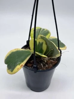 Variegated Hoya Kerrii Heart On The Vine Very Full, At Least 6 Hearts, SweetHeart Plant -Green Aura il fullxfull.3695330989 5tgy