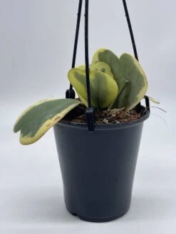 Variegated Hoya Kerrii Heart On The Vine Very Full, At Least 6 Hearts, SweetHeart Plant -Green Aura il fullxfull.3695330997 3i2v