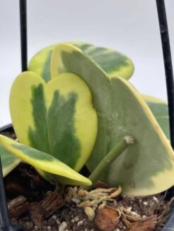 Variegated Hoya Kerrii Heart On The Vine Very Full, At Least 6 Hearts, SweetHeart Plant -Green Aura il fullxfull.3695330999 8m53
