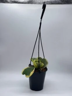 Variegated Hoya Kerrii Heart On The Vine Very Full, At Least 6 Hearts, SweetHeart Plant -Green Aura il fullxfull.3695331029 f27p