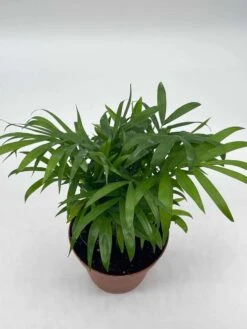 Bamboo Palm, Chamaedorea Parlor Palm, Clustered Reed Palm, Cane Palm In 4 Inch Pot -Green Aura il fullxfull.3713774000 l7bo