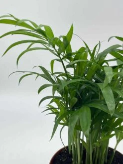 Bamboo Palm, Chamaedorea Parlor Palm, Clustered Reed Palm, Cane Palm In 4 Inch Pot -Green Aura il fullxfull.3713774008 2vov