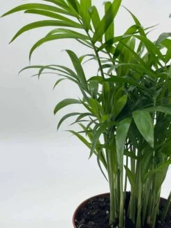 Bamboo Palm, Chamaedorea Parlor Palm, Clustered Reed Palm, Cane Palm In 4 Inch Pot -Green Aura il fullxfull.3713774026 p75d