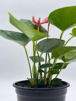 Anthurium Pink, Flamingo Lily, Andraeanum Linden Ex André Painter's Palette In 4 Inch Pot, Very Full Healthy -Green Aura il fullxfull.3713805010 lh8o