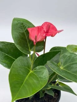 Anthurium Pink, Flamingo Lily, Andraeanum Linden Ex André Painter's Palette In 4 Inch Pot, Very Full Healthy -Green Aura il fullxfull.3713805016 1ak5