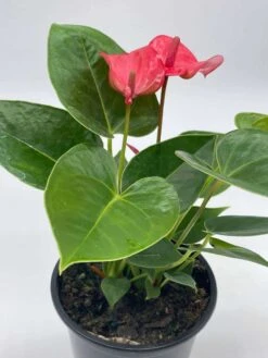 Anthurium Pink, Flamingo Lily, Andraeanum Linden Ex André Painter's Palette In 4 Inch Pot, Very Full Healthy -Green Aura il fullxfull.3713805120 ldw5