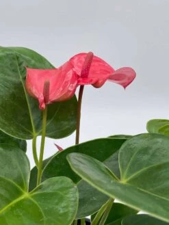 Anthurium Pink, Flamingo Lily, Andraeanum Linden Ex André Painter's Palette In 4 Inch Pot, Very Full Healthy -Green Aura il fullxfull.3713805122 48md