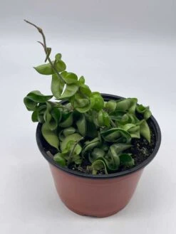 Hoya Hindu Rope Carnosa Compacta, 6 Inch, Krinkle Kurl, Ready For Upgrade, Honeyplant Waxplant Porcelain Flower 11 Hoya Hindu Rope Carnosa Compacta, 6 Inch, Krinkle Kurl, Ready For Upgrade, Honeyplant Waxplant Porcelain Flower -Green Aura il fullxfull.3713815326 6i4z