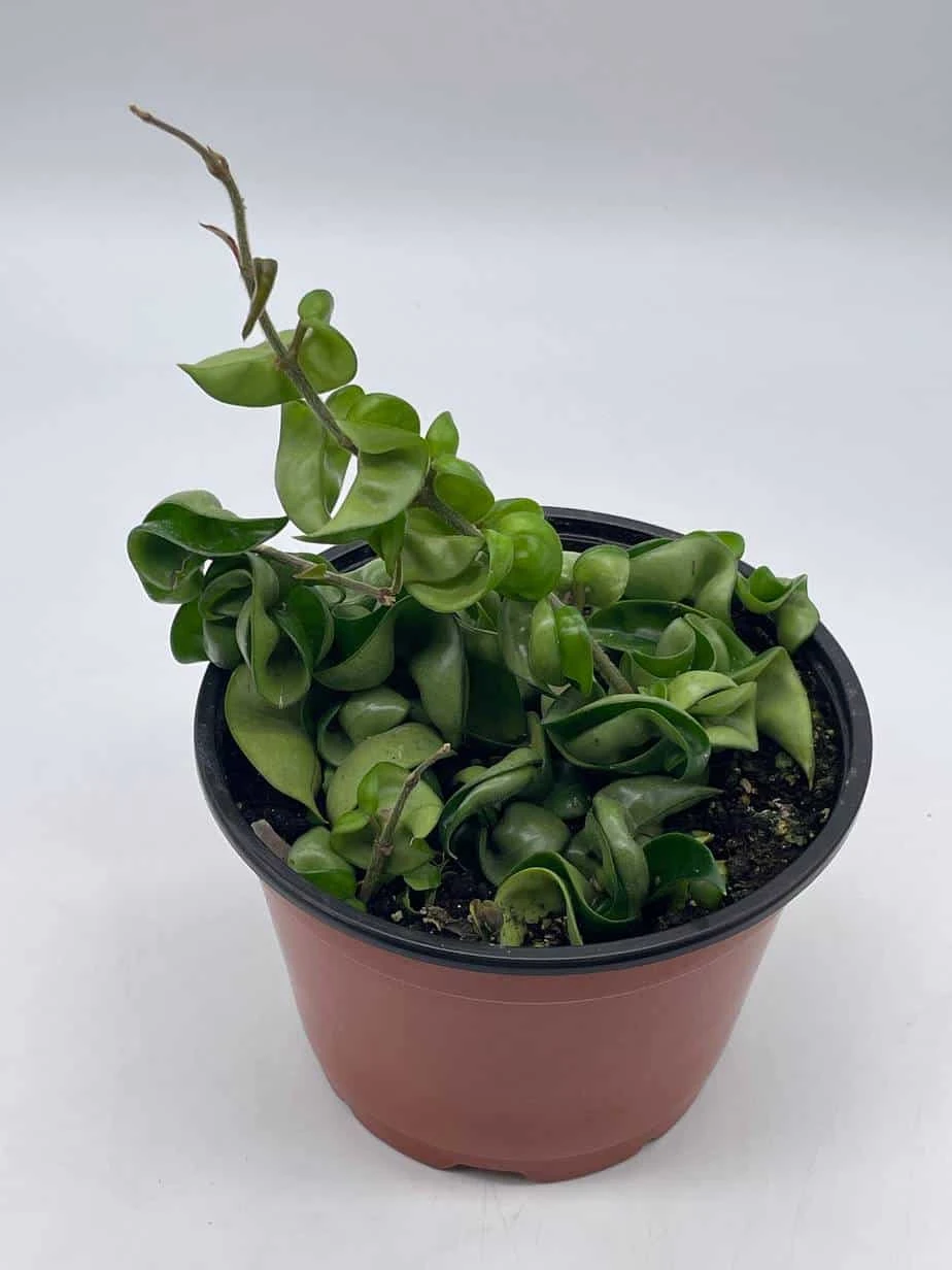 Hoya Hindu Rope Carnosa Compacta, 6 Inch, Krinkle Kurl, Ready For Upgrade, Honeyplant Waxplant Porcelain Flower 4 Hoya Hindu Rope Carnosa Compacta, 6 Inch, Krinkle Kurl, Ready For Upgrade, Honeyplant Waxplant Porcelain Flower - Image 2
