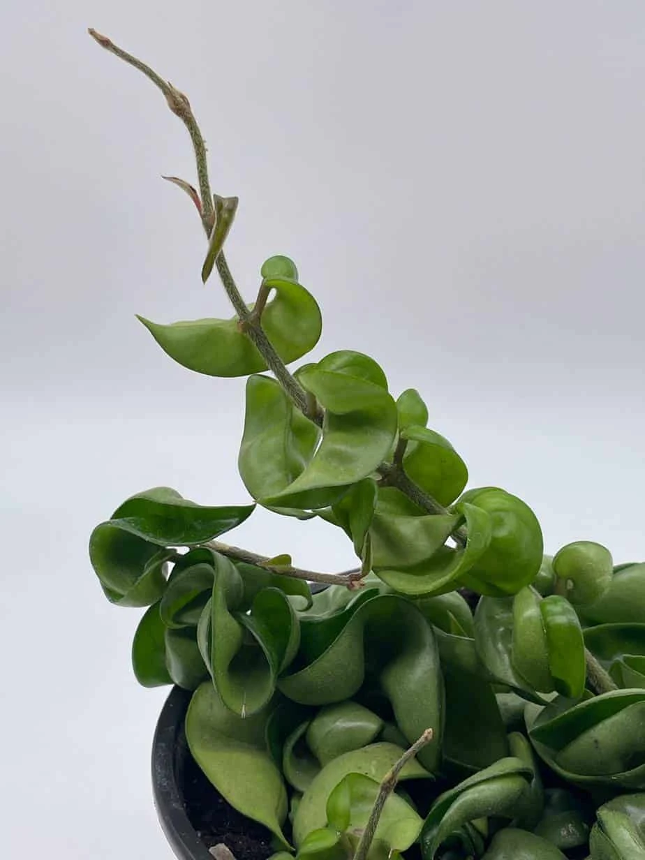 Hoya Hindu Rope Carnosa Compacta, 6 Inch, Krinkle Kurl, Ready For Upgrade, Honeyplant Waxplant Porcelain Flower 5 Hoya Hindu Rope Carnosa Compacta, 6 Inch, Krinkle Kurl, Ready For Upgrade, Honeyplant Waxplant Porcelain Flower - Image 3