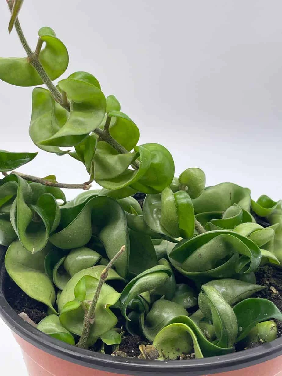 Hoya Hindu Rope Carnosa Compacta, 6 Inch, Krinkle Kurl, Ready For Upgrade, Honeyplant Waxplant Porcelain Flower 10 Hoya Hindu Rope Carnosa Compacta, 6 Inch, Krinkle Kurl, Ready For Upgrade, Honeyplant Waxplant Porcelain Flower - Image 8