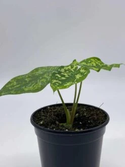 Alocasia 'Hilo Beauty', Caladium Praetermissum, 4 Inch Pot, Green And White Alocasia, Elephant Ear -Green Aura il fullxfull.3713838358 44w3