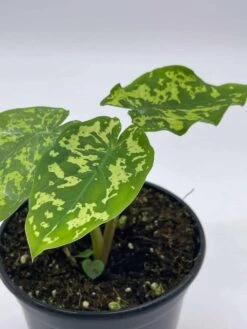 Alocasia 'Hilo Beauty', Caladium Praetermissum, 4 Inch Pot, Green And White Alocasia, Elephant Ear -Green Aura il fullxfull.3713838380 lqll