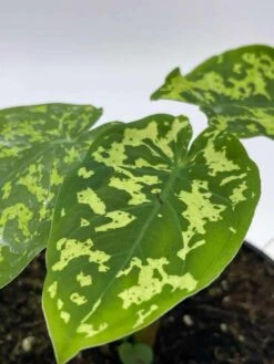 Alocasia 'Hilo Beauty', Caladium Praetermissum, 4 Inch Pot, Green And White Alocasia, Elephant Ear -Green Aura il fullxfull.3713838388 3yex